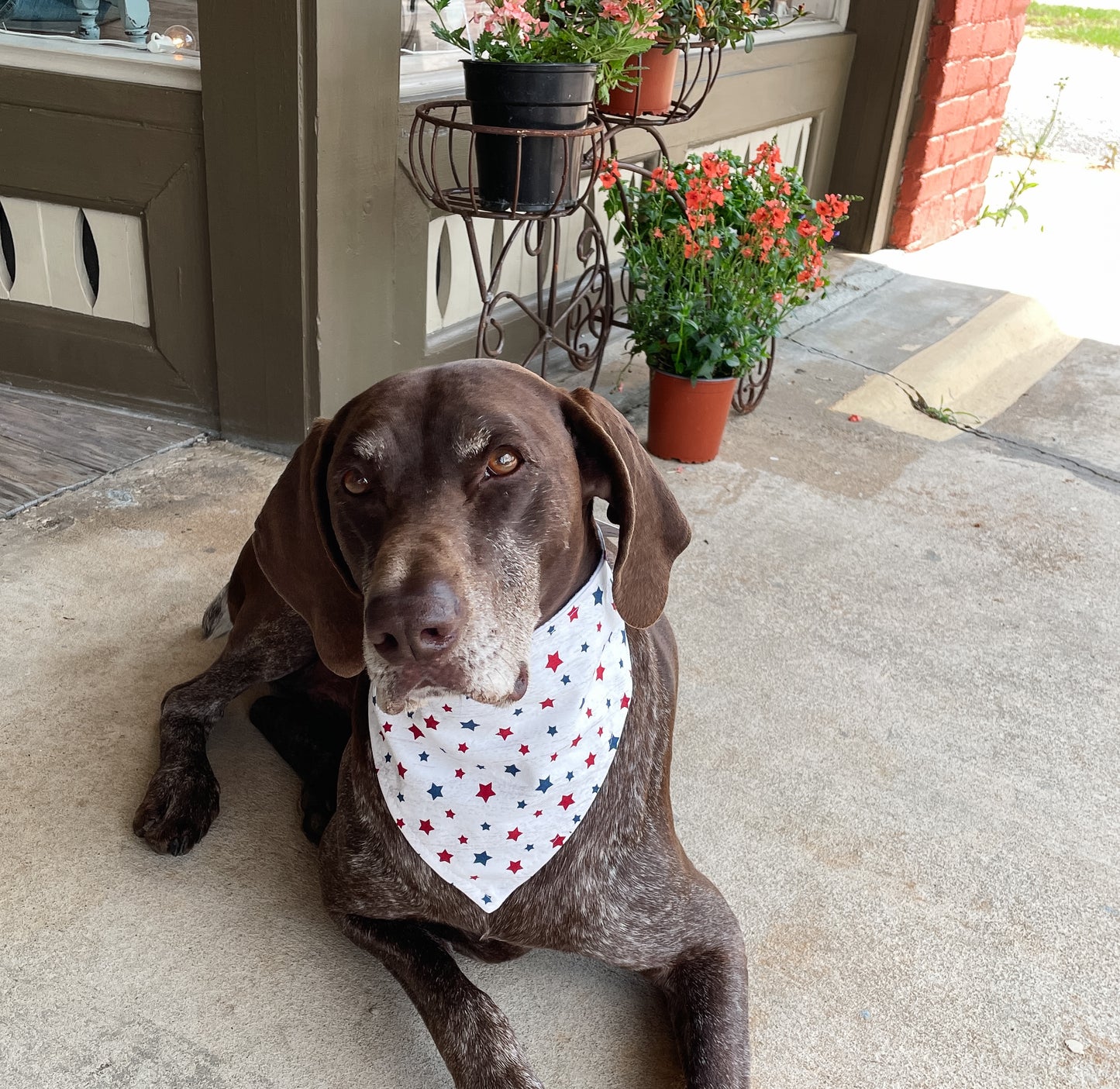 White Stars Dog Bandana