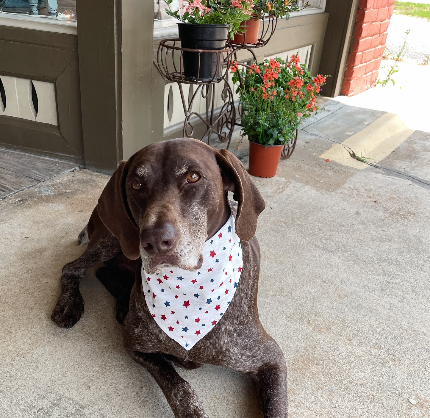 Bandana para perros con estrellas blancas