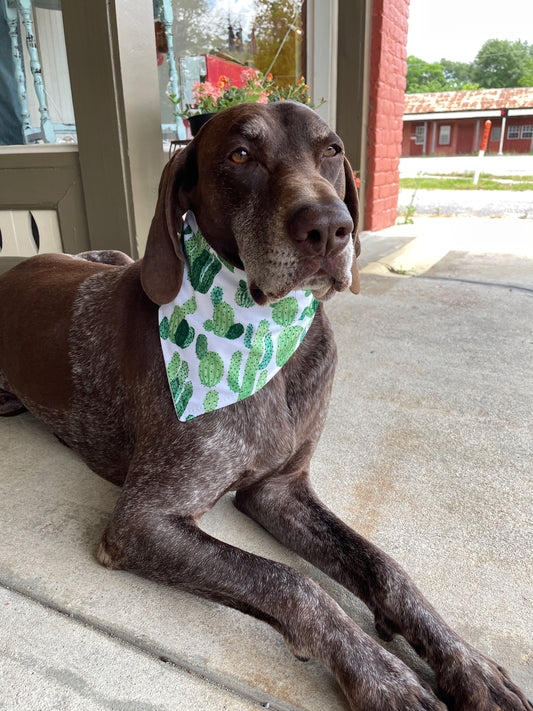 Bandana de perro cactus